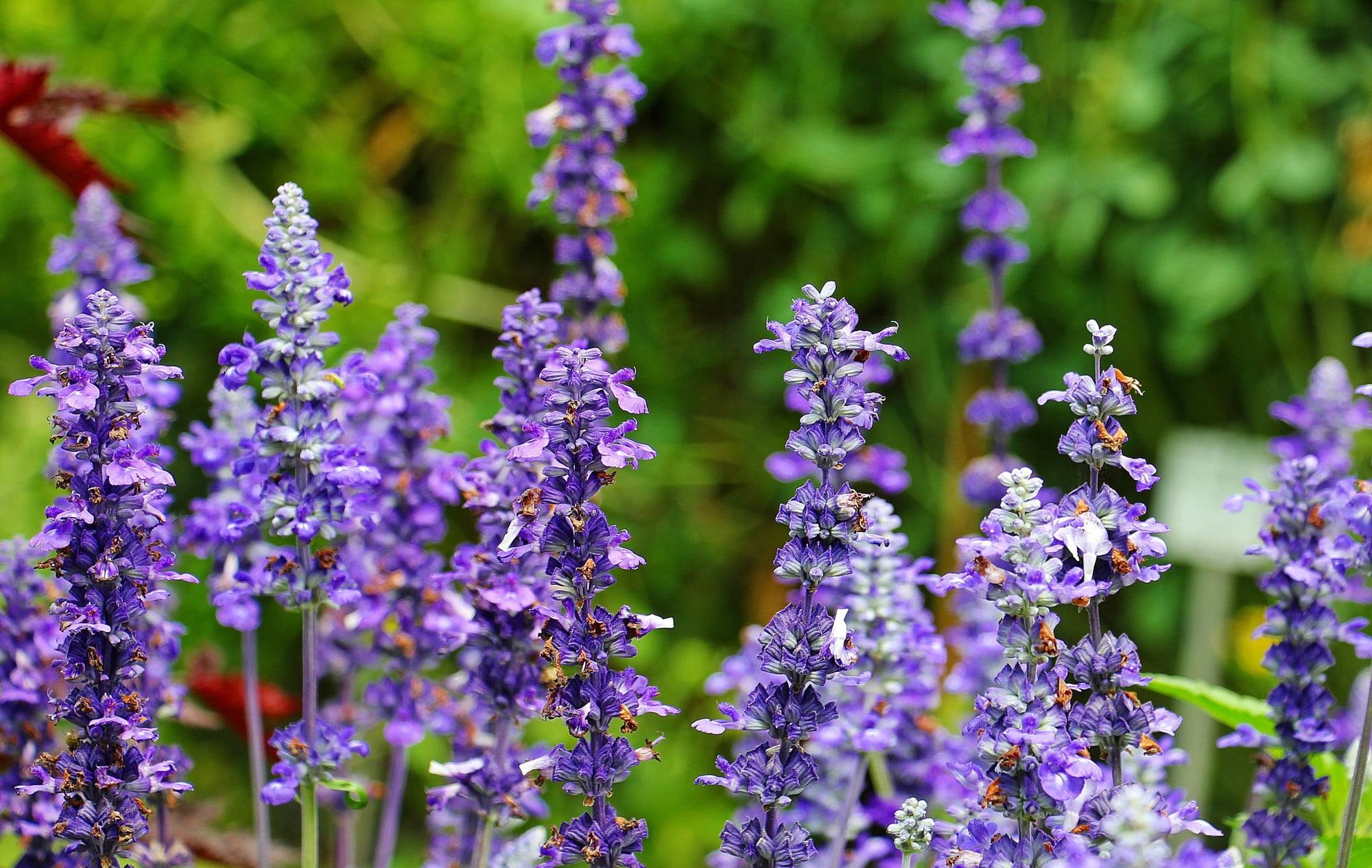 garden essentials