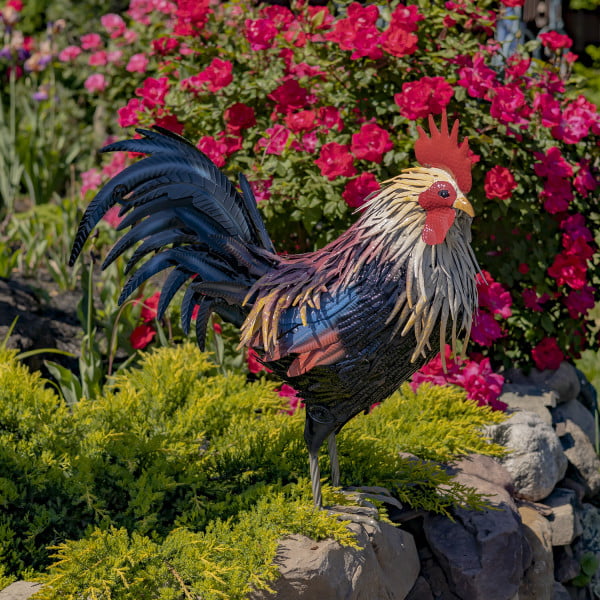 27 inches Tall painted iron Rooster figurine with yellow and white feathers around his neck standing on his two feet with black and blue sickle feathers and red bright comb on his head facing right