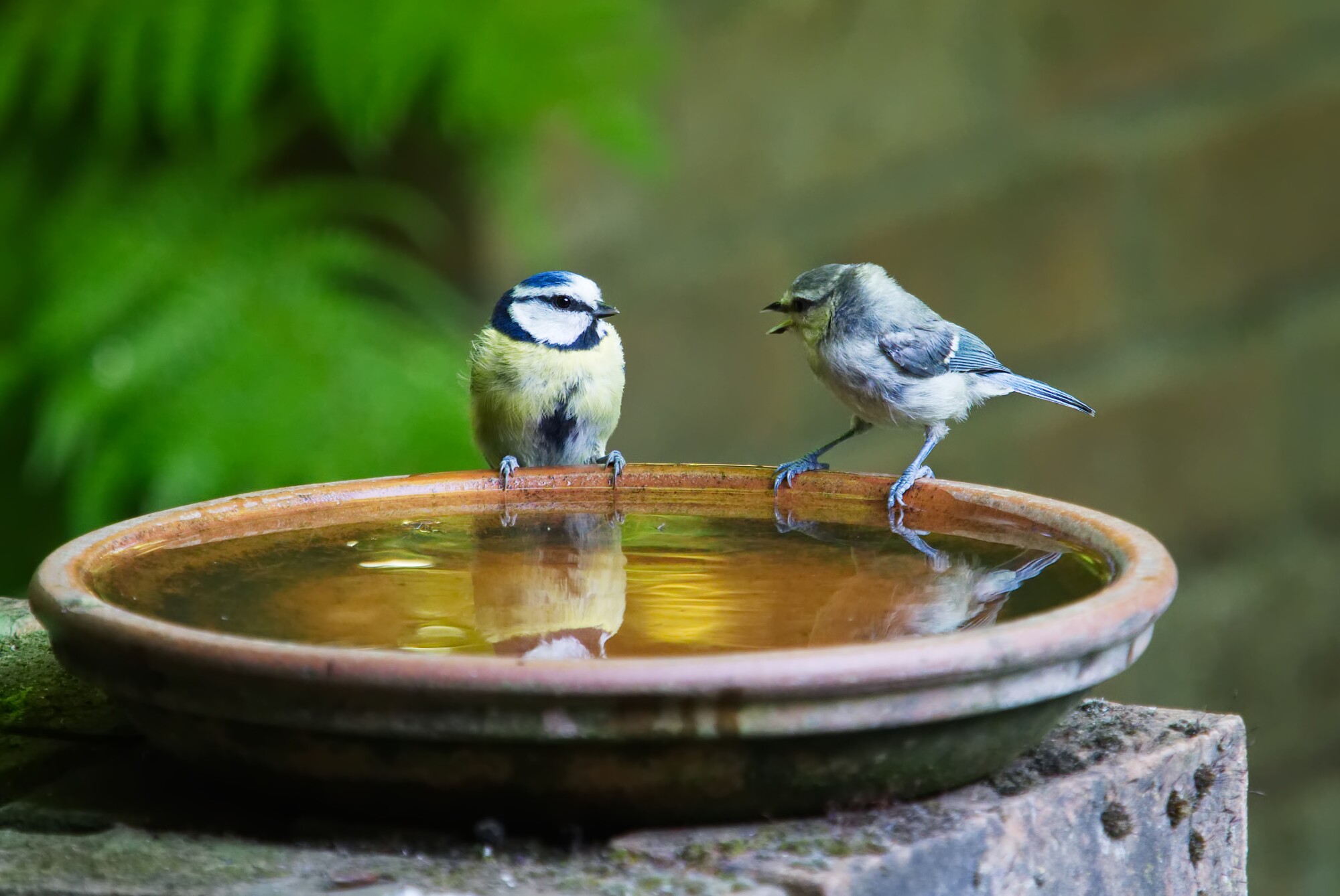 choosing a bird bath
