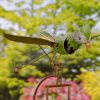 Exotic Green Parrot