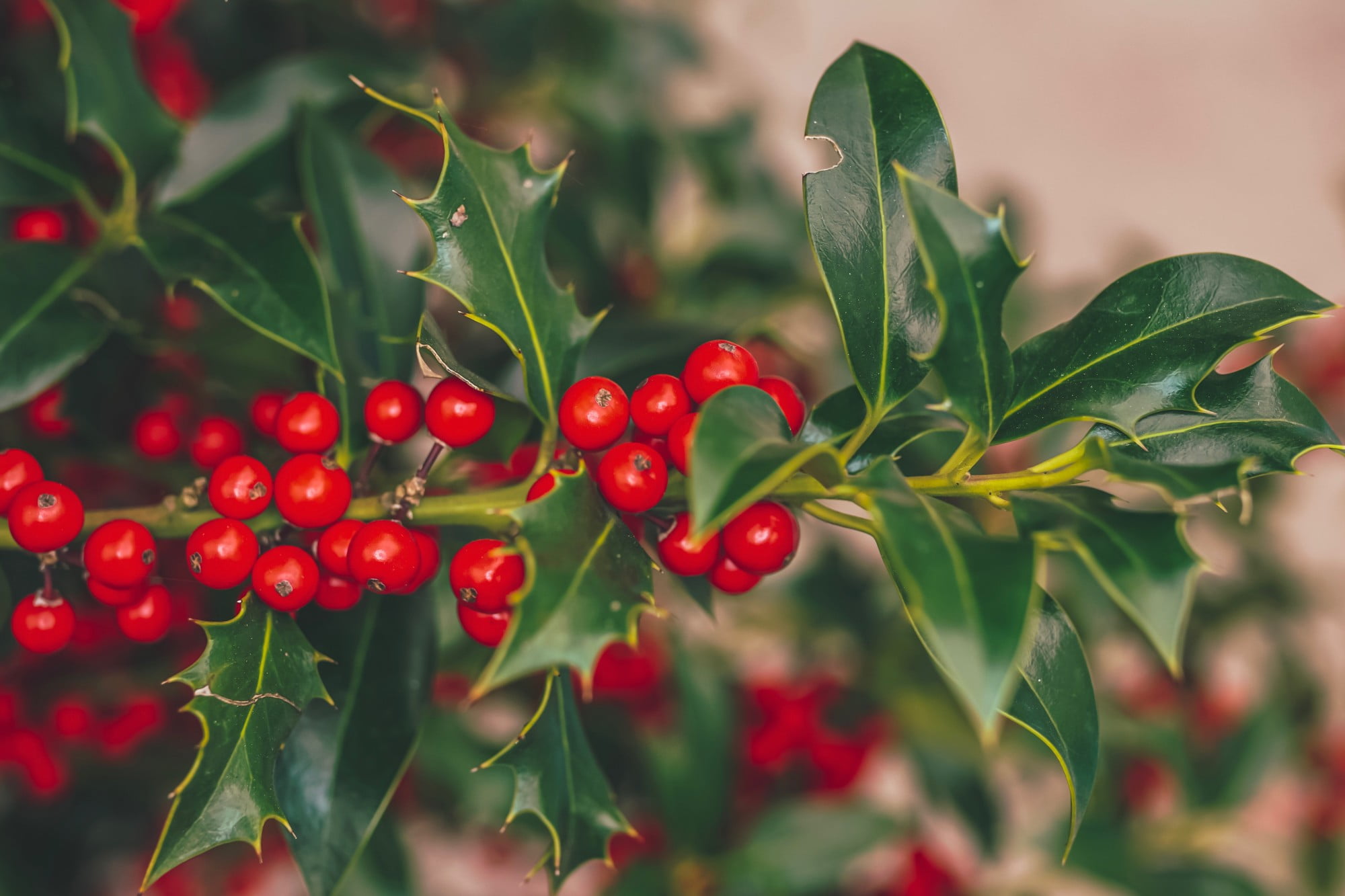 christmas garden
