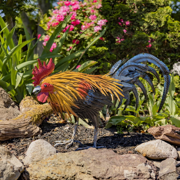 left side of 1.7 feet tall iron rooster figurine leaning down as if to eat seed from the ground with his red comb on his head with his bright yellow feathers flowing down his back and his black and blue sickle feathers behind him standing on rocks in garden