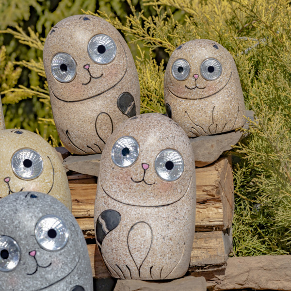 One set of Peru Rock Cats sitting on some rocks looking at you with there round eyes that lights up