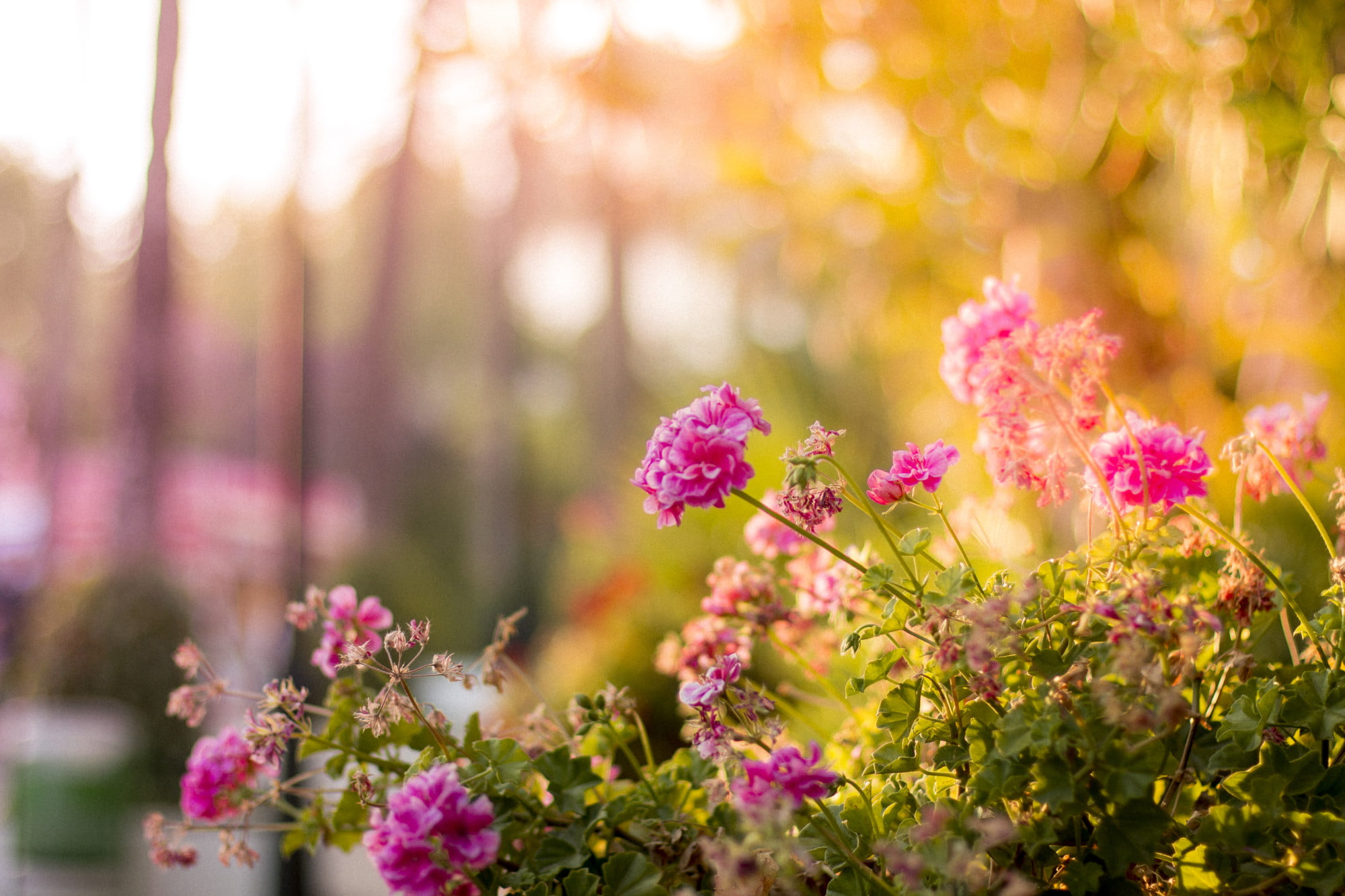 garden decor ideas