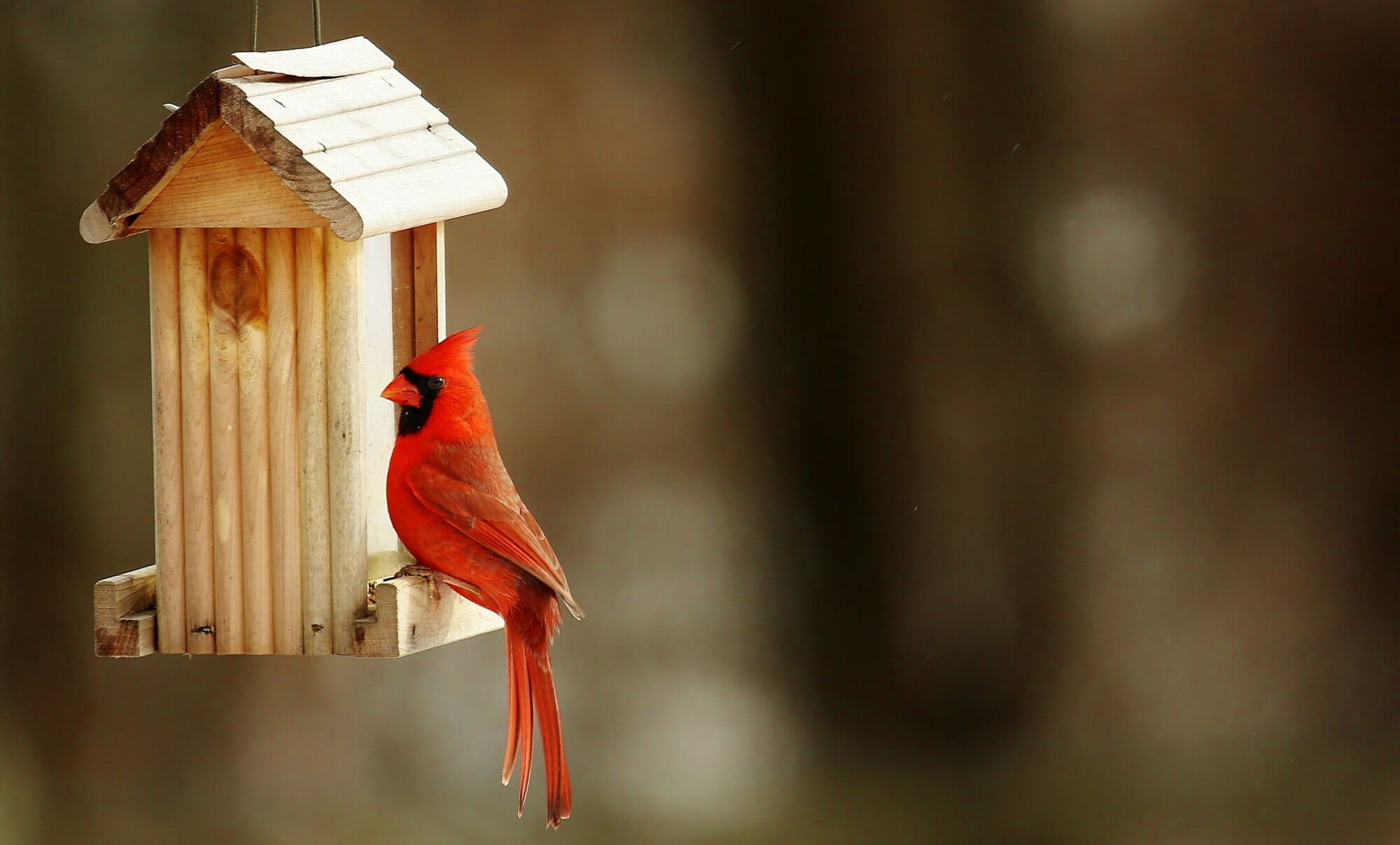 how to attract birds to a birdhouse