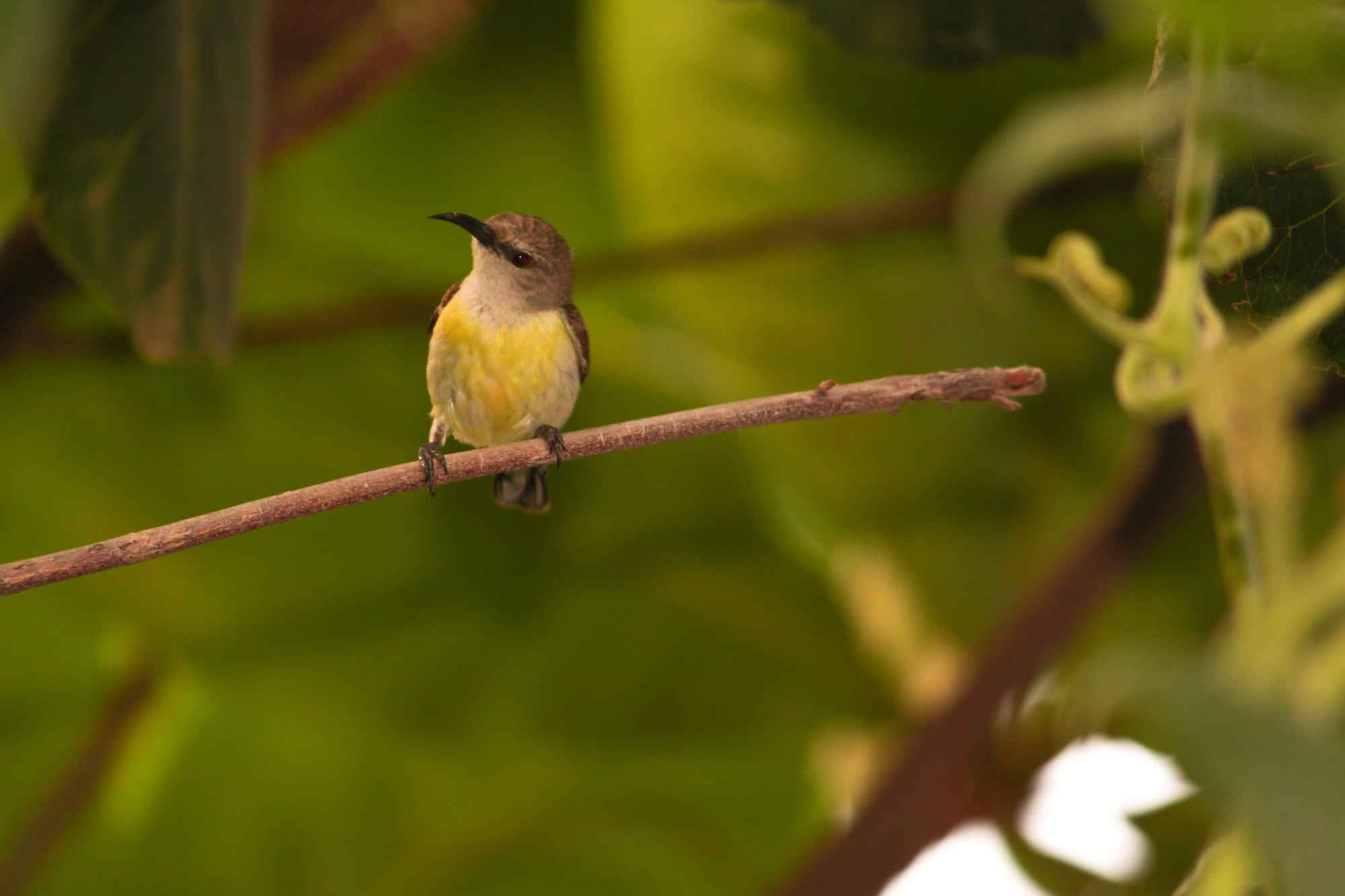 attract birds