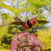 Red Robin