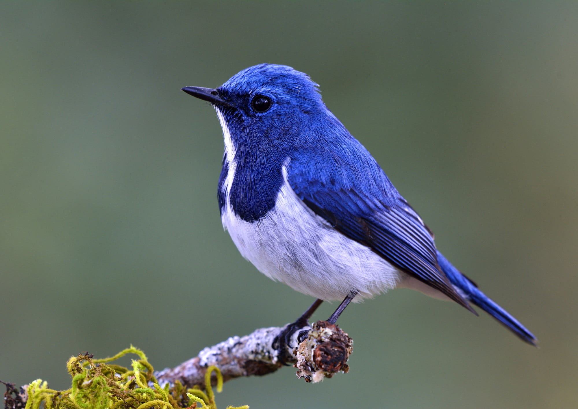 bird bath