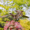 Brown Owl