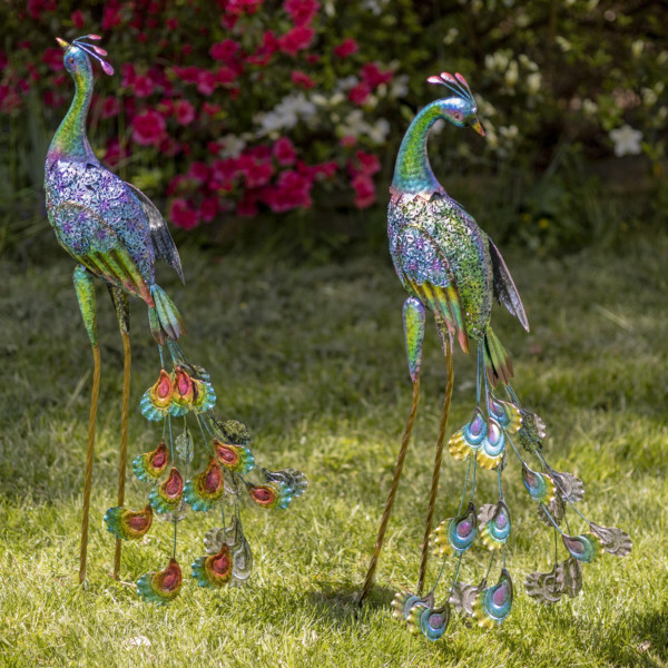 One set of standing colorful peacocks with one peacock head looking up while the other one is looking downwards with there bright vibrant back feathers almost touching the ground