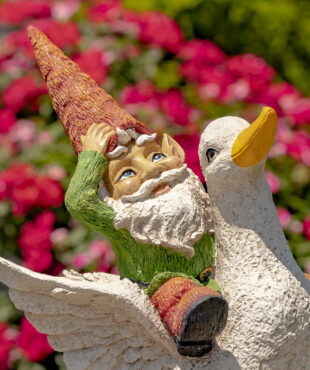 Close up 23 inch tall spring garden gnome riding a duck