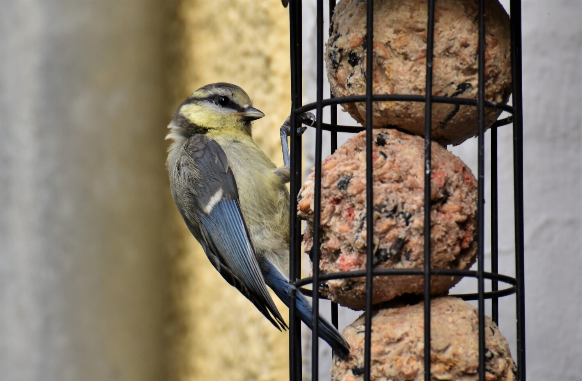 bird feeders in summer bird feeders in summer