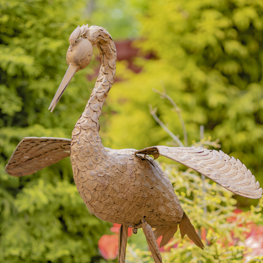 Close up image of large brown rustic heron looking down with wings wide open