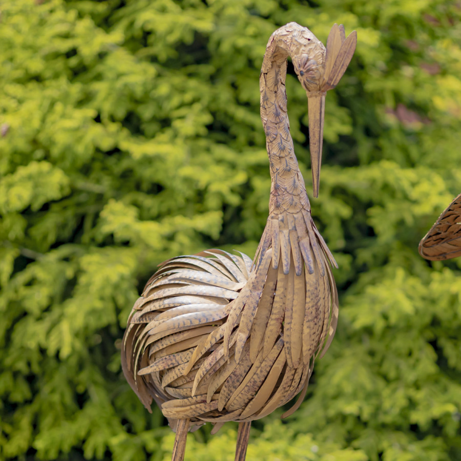 Close up image of brown rustic Heron looking down