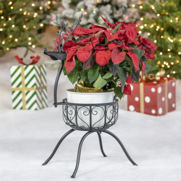 Iron reindeer with bulbous nose like Rudolph planter with Christmas red plant inside
