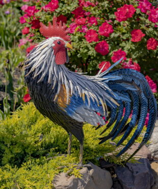 28 inch Tall painted iron rooster looking back with his blue sickle feathers curled behind him in garden