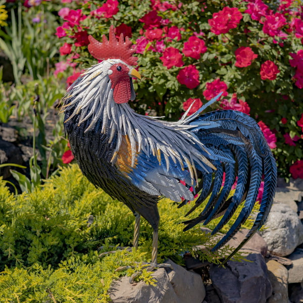 28 inch Tall painted iron rooster looking back with his blue sickle feathers curled behind him in garden