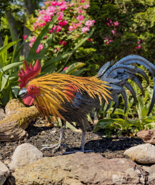 left side of 1.7 feet tall iron rooster figurine leaning down as if to eat seed from the ground with his red comb on his head with his bright yellow feathers flowing down his back and his black and blue sickle feathers behind him standing on rocks in garden