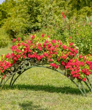 This hand-painted metal plant stand showcases a graceful arched, bridge-inspired design, adorned with delicate iron flower accents. With five round planters perched atop, it offers the perfect space to display your favorite plants and bring a touch of whimsy and elegance to your greenery.