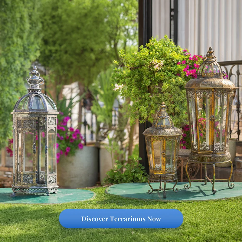 Discover Terrariums Discover Terrariums Now